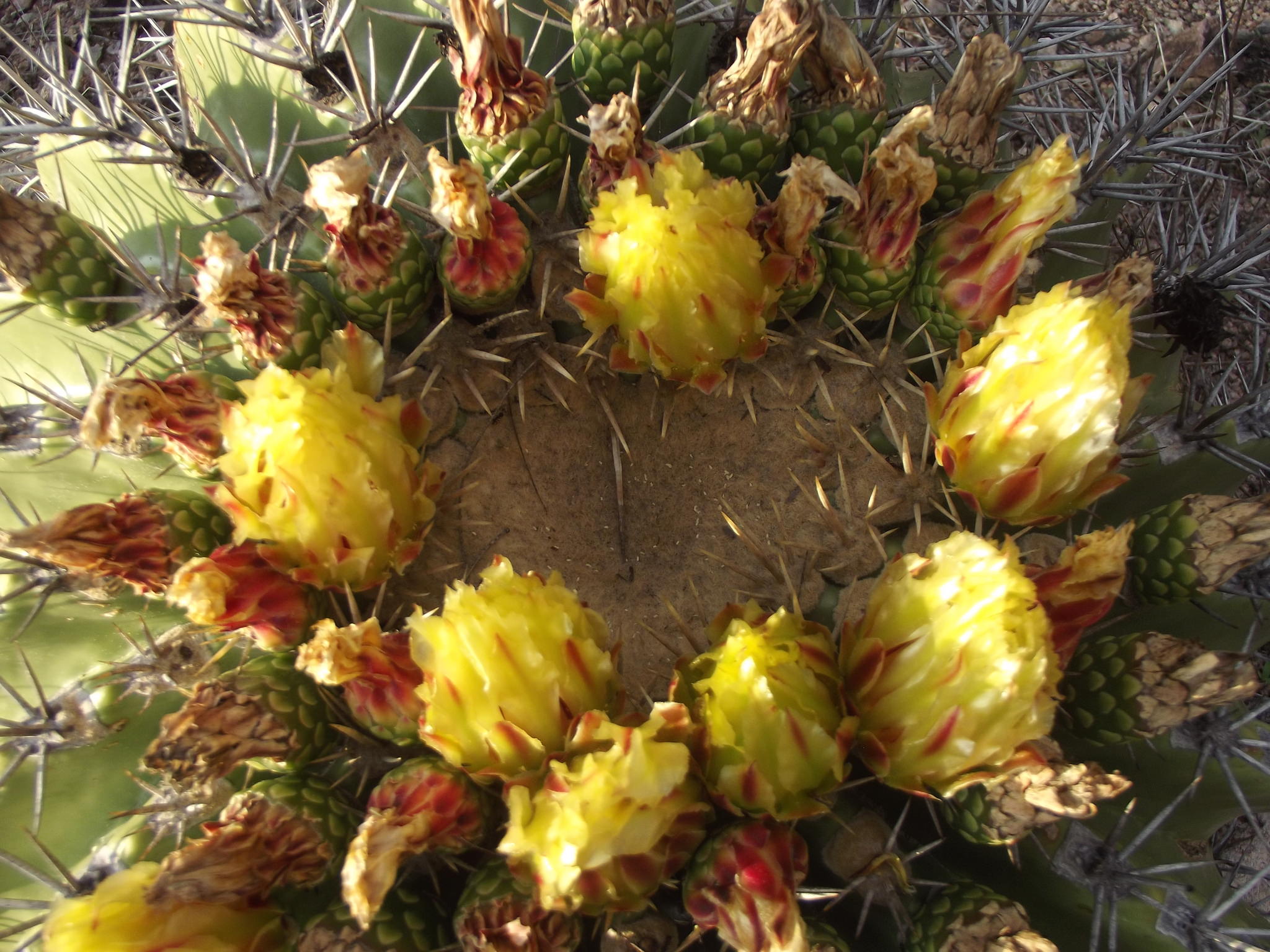Ferocactus pottsii